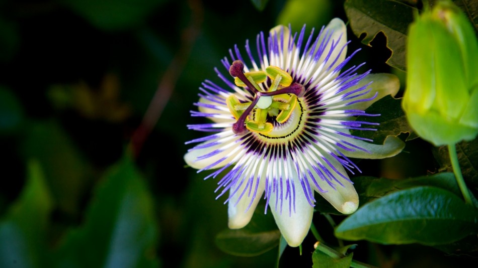 Butchart Garden Flower 6