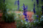 IMG_4431 IMG_4431