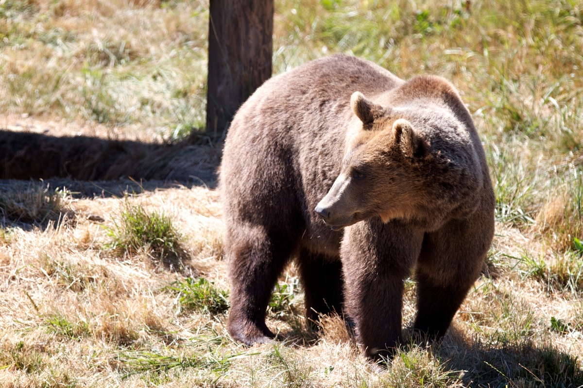 Wildlife Safari, Winston, Oregon Wildlife Safari, Winston, Oregon